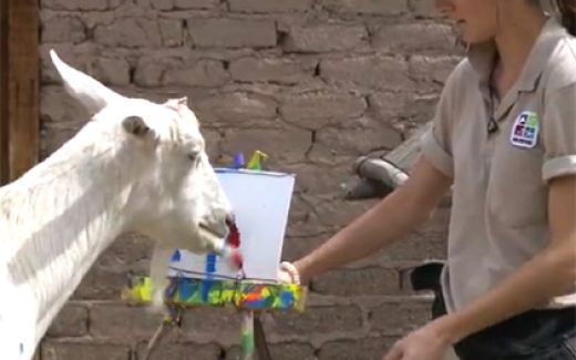 козел по кличке "Боди" рисует картины