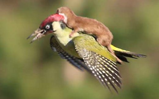 ласка летит на дятле