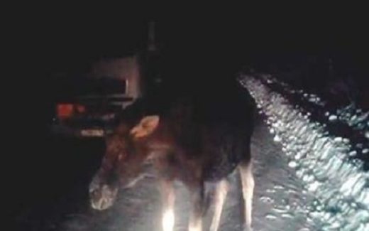 лось вышел на автомобильную трассу
