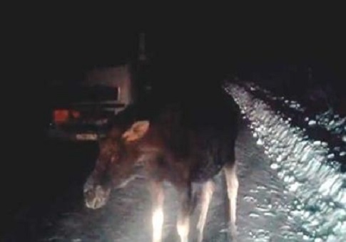 лось вышел на автомобильную трассу