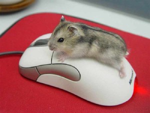 мышь и компьютерна ямышь