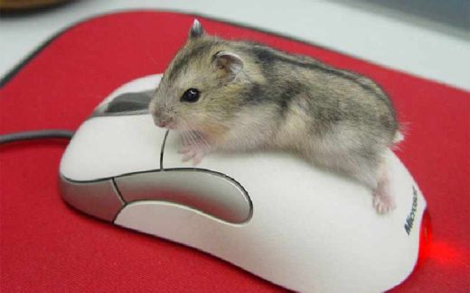 мышь и компьютерна ямышь