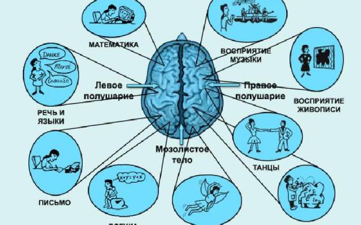 функции левого и правого полушарий мозга