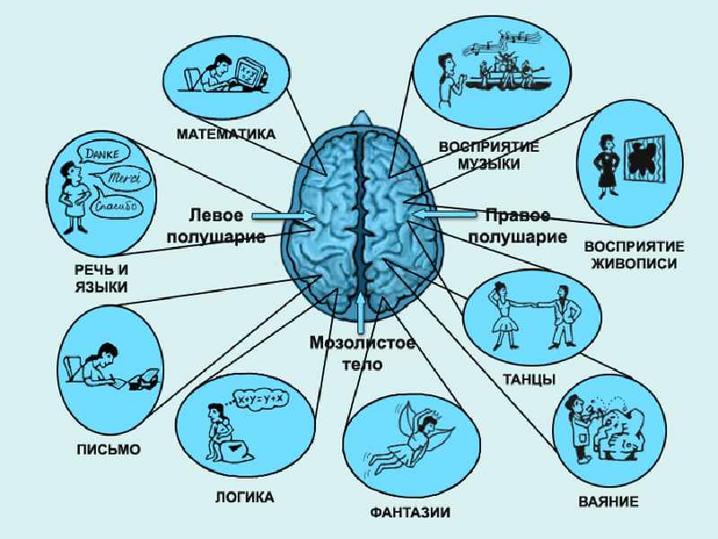 функции левого и правого полушарий мозга