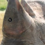 носорог с видеокамерой