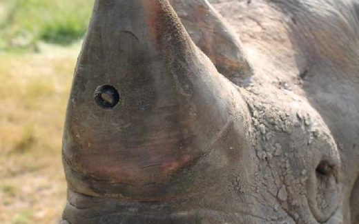 носорог с видеокамерой