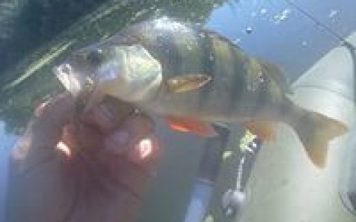 окунь, рыбалка