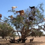 В Марокко козы пасутся на деревьях