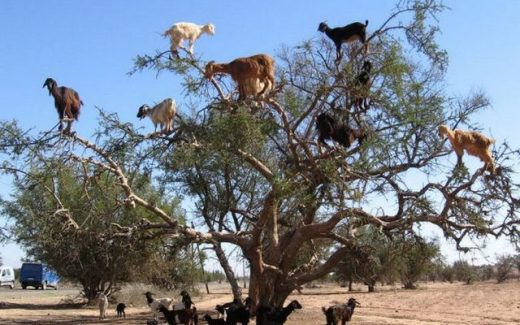 В Марокко козы пасутся на деревьях