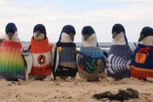 пингвины в свитерах