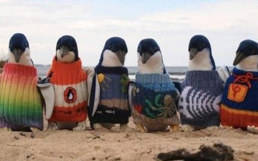 пингвины в свитерах