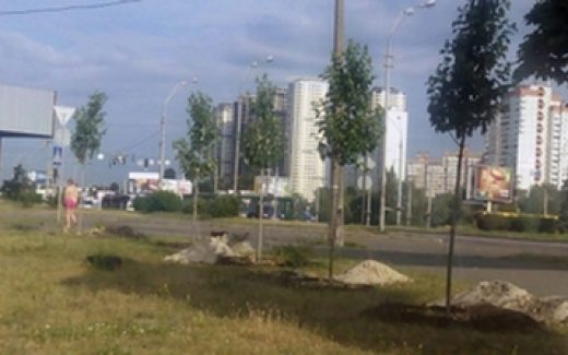 молодые платаны высадили в Киеве