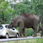 слон хоботом забрался в машину