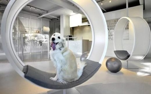 комфортабельная комната (терминал) для отдыха собакв аэропорту