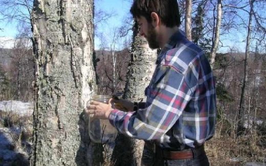 мужчина собирает березовый сок
