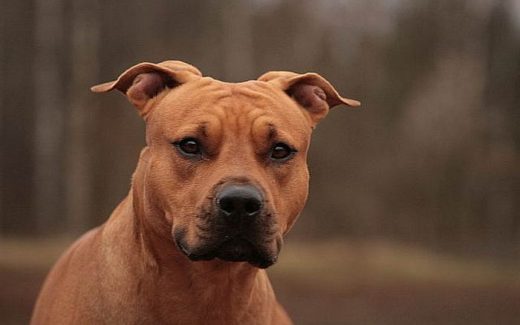 стаффордширский терьер