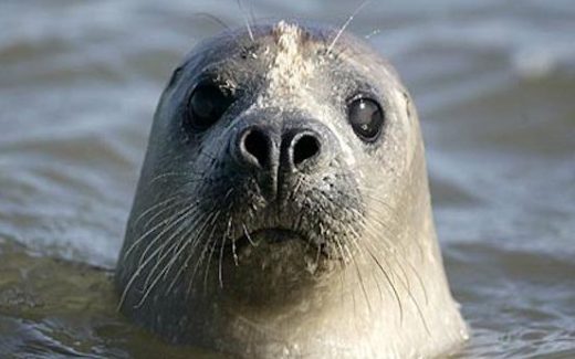 тюлень
