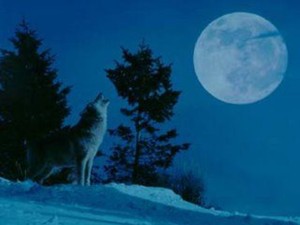 волк воет на луну