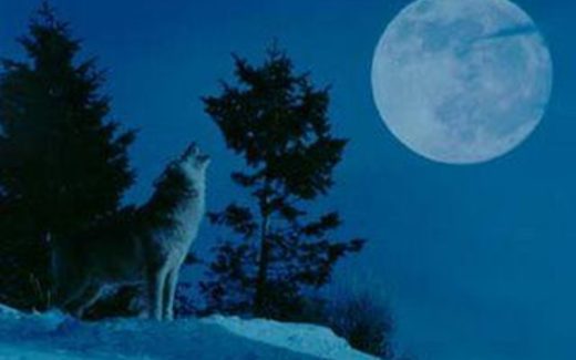 волк воет на луну