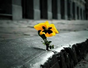 цветок, Анютины глазки, сквозь асфальт, проза
