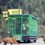зоопарк в Китае - люди в клетках