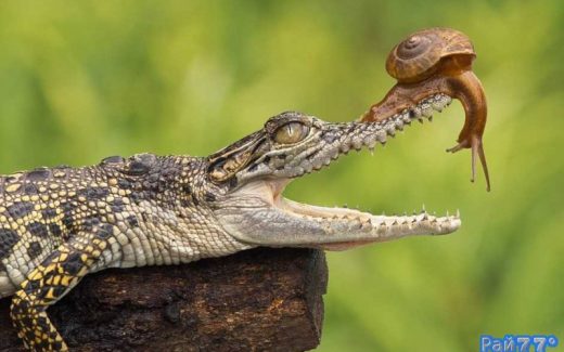 улитка заглянула в пасть крокодила