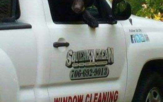 медведьь выглядывает в окно автомобиля