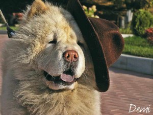 Джентельмен_thumb