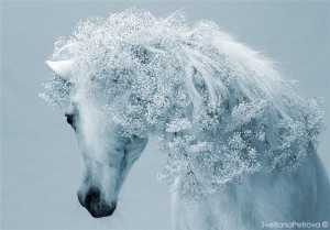 Лошадь vhIvHW2e9k