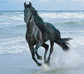 Лошадь2
