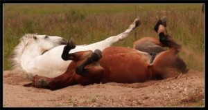 Лошадьs2771052