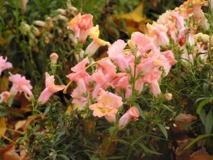 Мистическая грядка_thumb