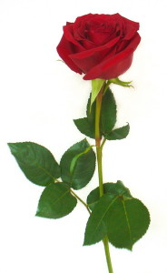 Роза(1)