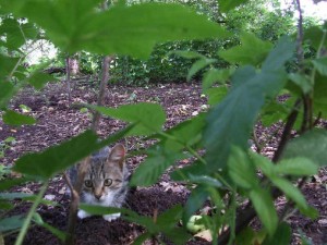 кот затаился