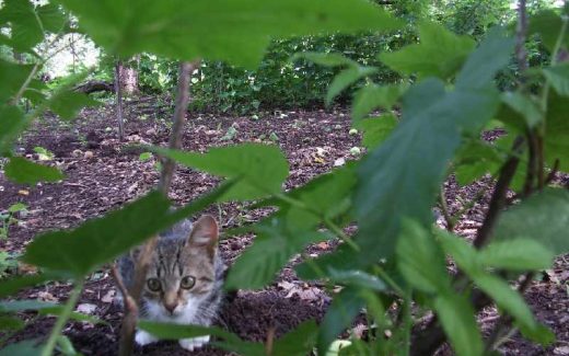 кот затаился