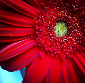 красный цветок