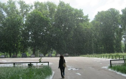 тополиный пух летит словно снег