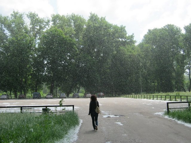 тополиный пух летит словно снег